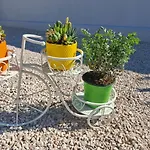 Mare Vila *